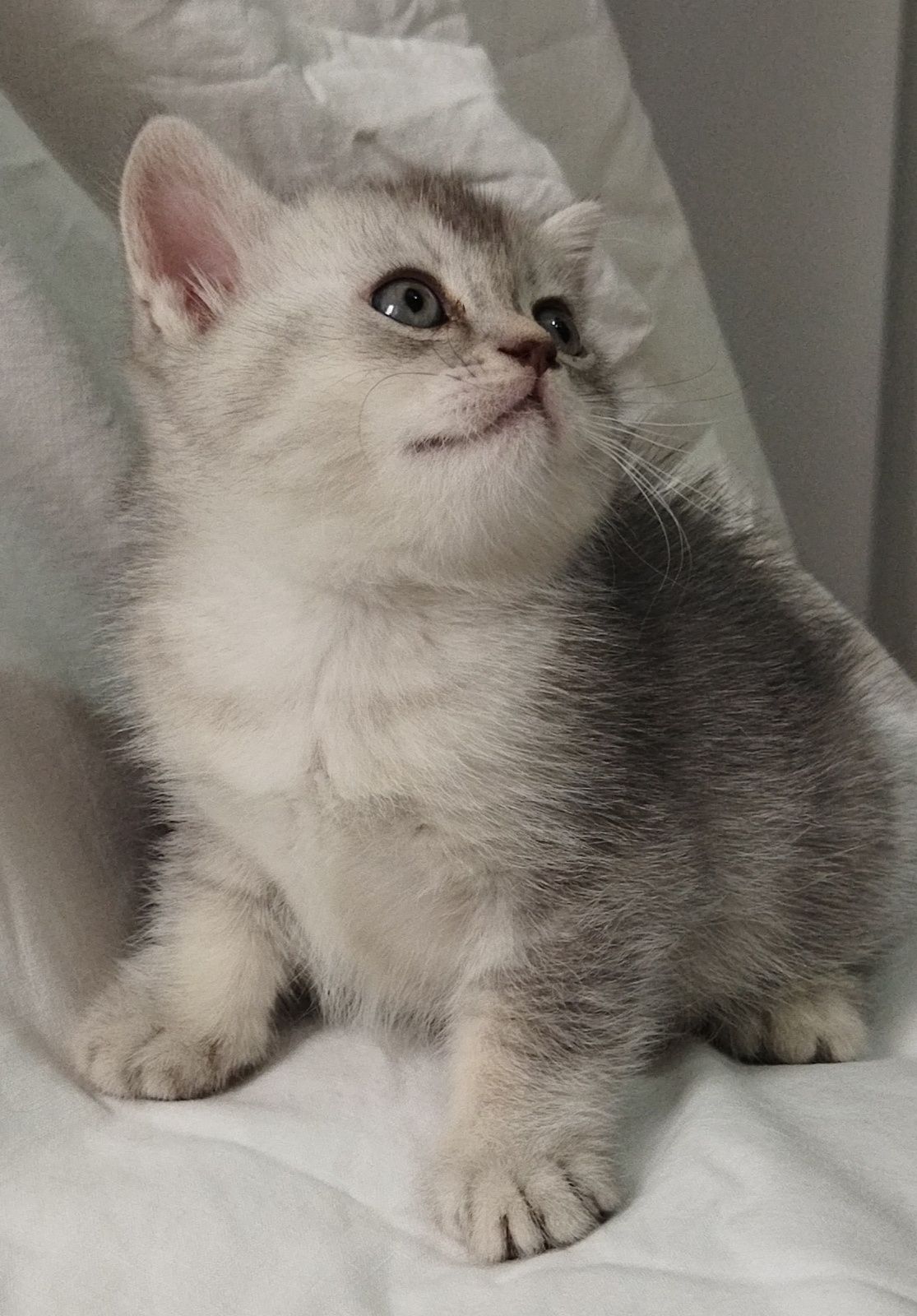 Шиншилла котёнок