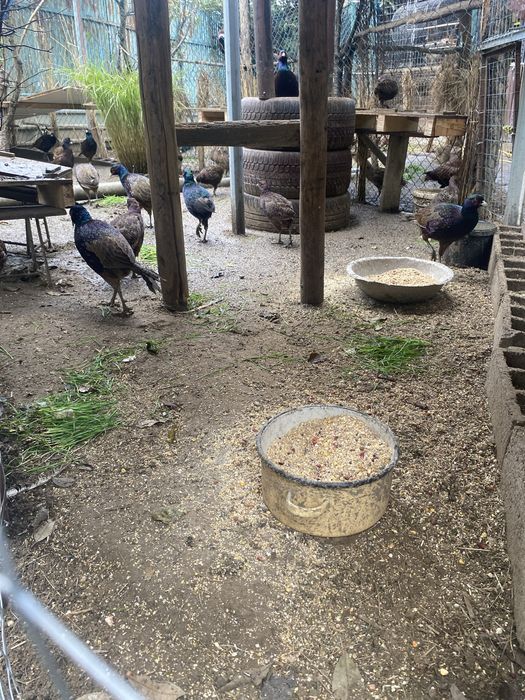 Fazani comuni si tenebros.