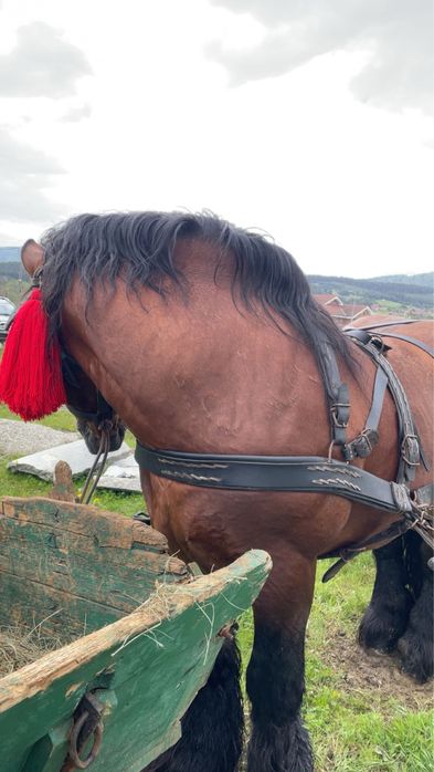 Vând armasar Ardenez