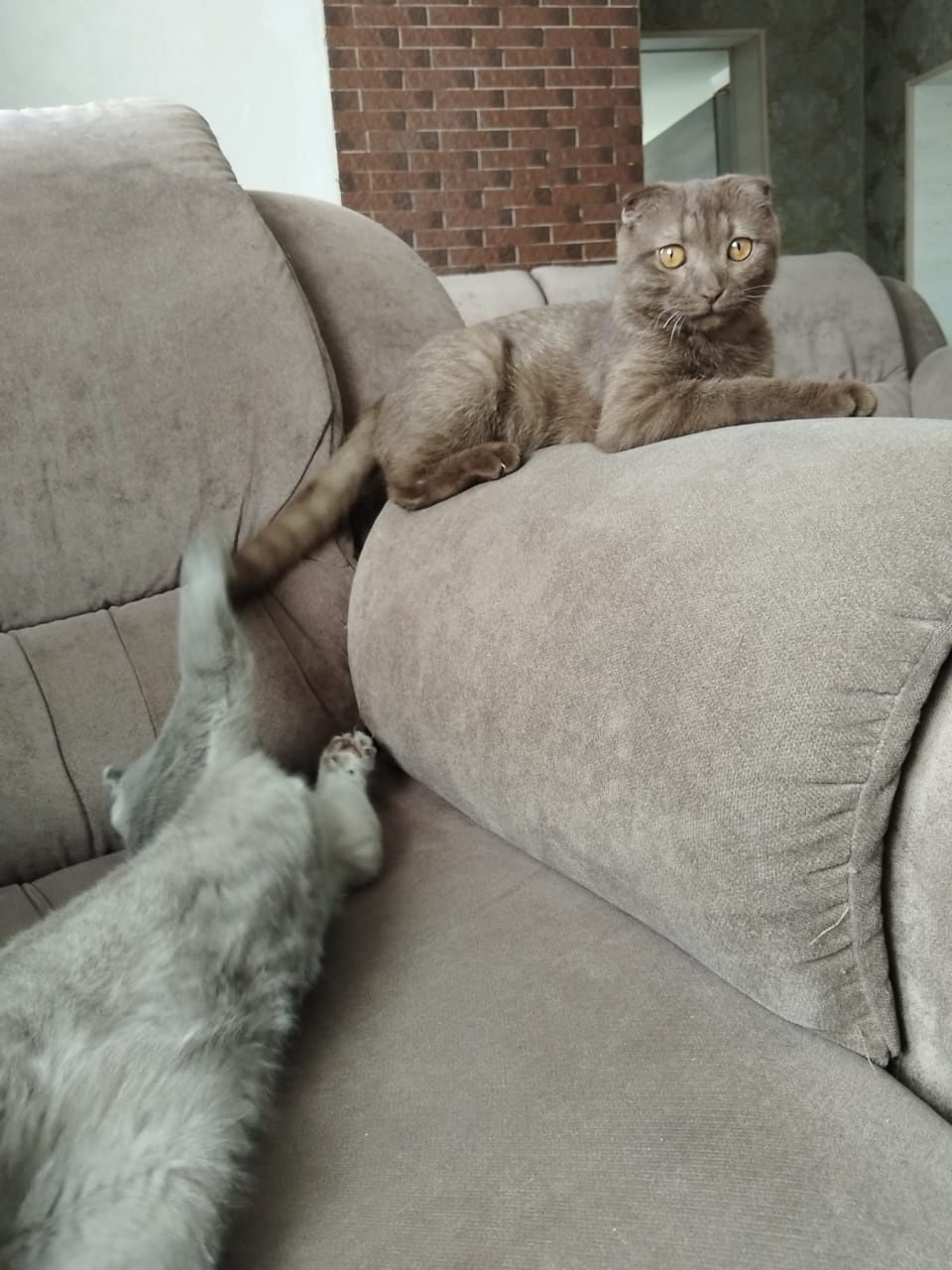 Продам породистых котят.