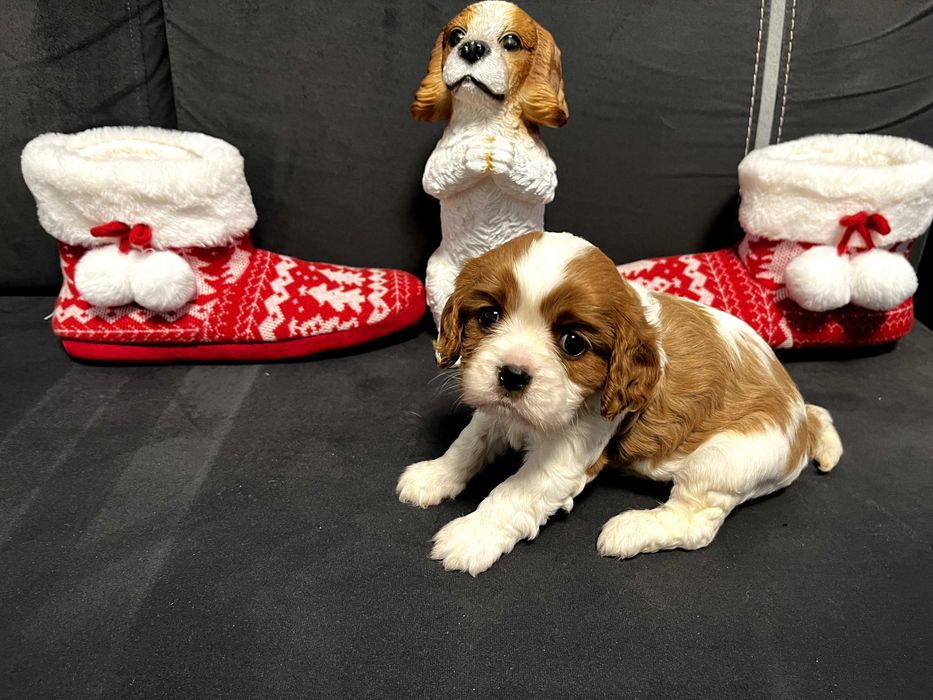 Кавалер кинг чарлз шпаньол