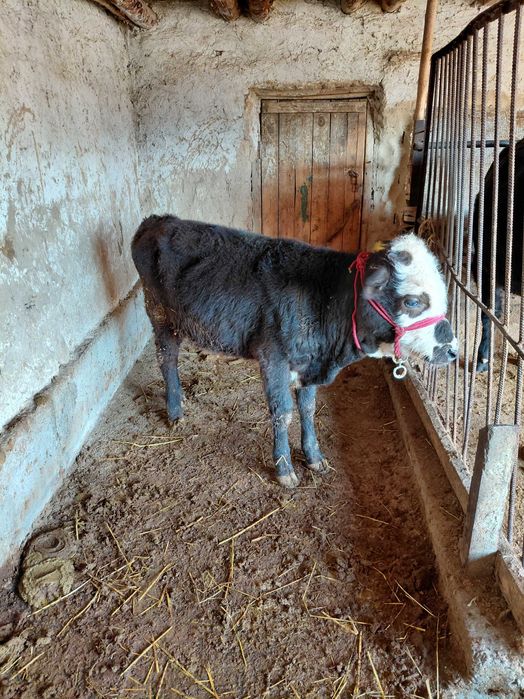Еркек бұзау сатылады