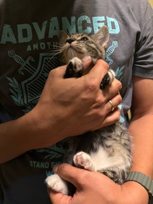Отдам котят, в добрые руки.