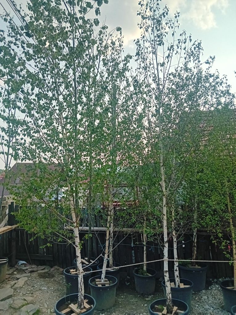 Vând catalpa globulară diferite dimensiuni