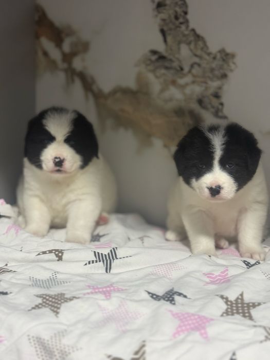 Продаються Щенки Алабая