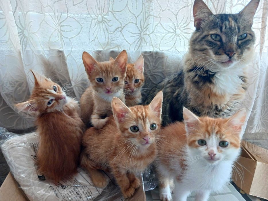 ПОДАРЯВАМ супер сладки котенца