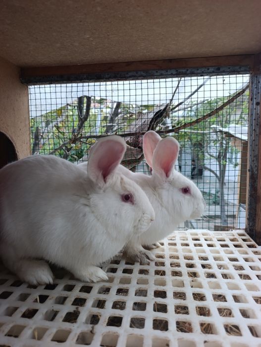 7 oyli samesla toza boqilgan.