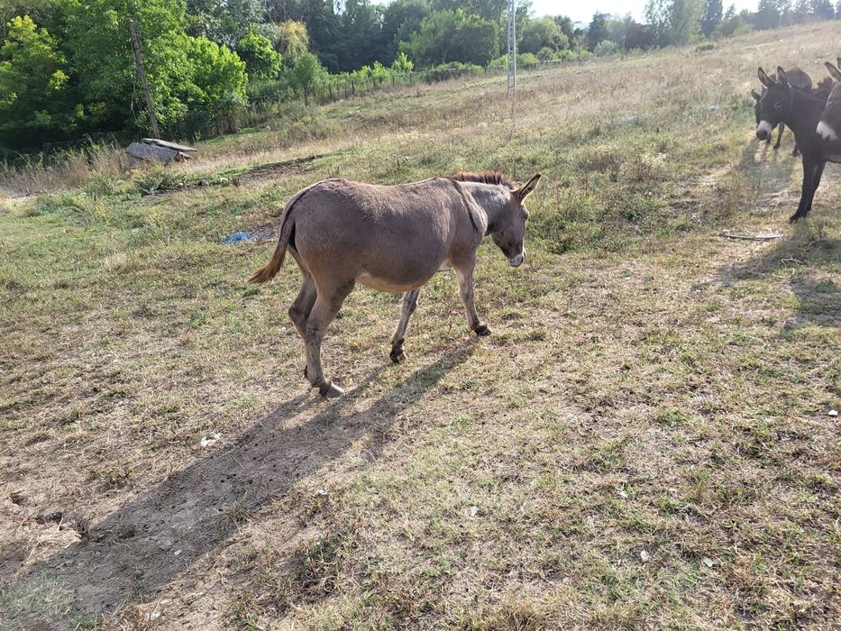 Vând 7 măgărițe și 2 magari