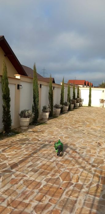 Cipressi toscani