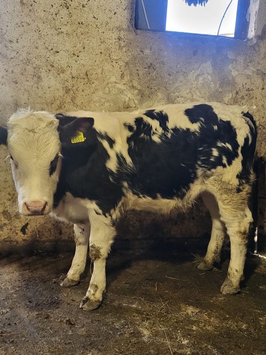 Vand doi vitei intarcati