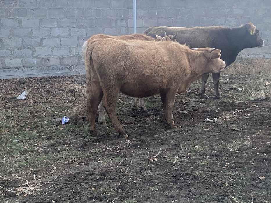 құнажын шығар сатылады