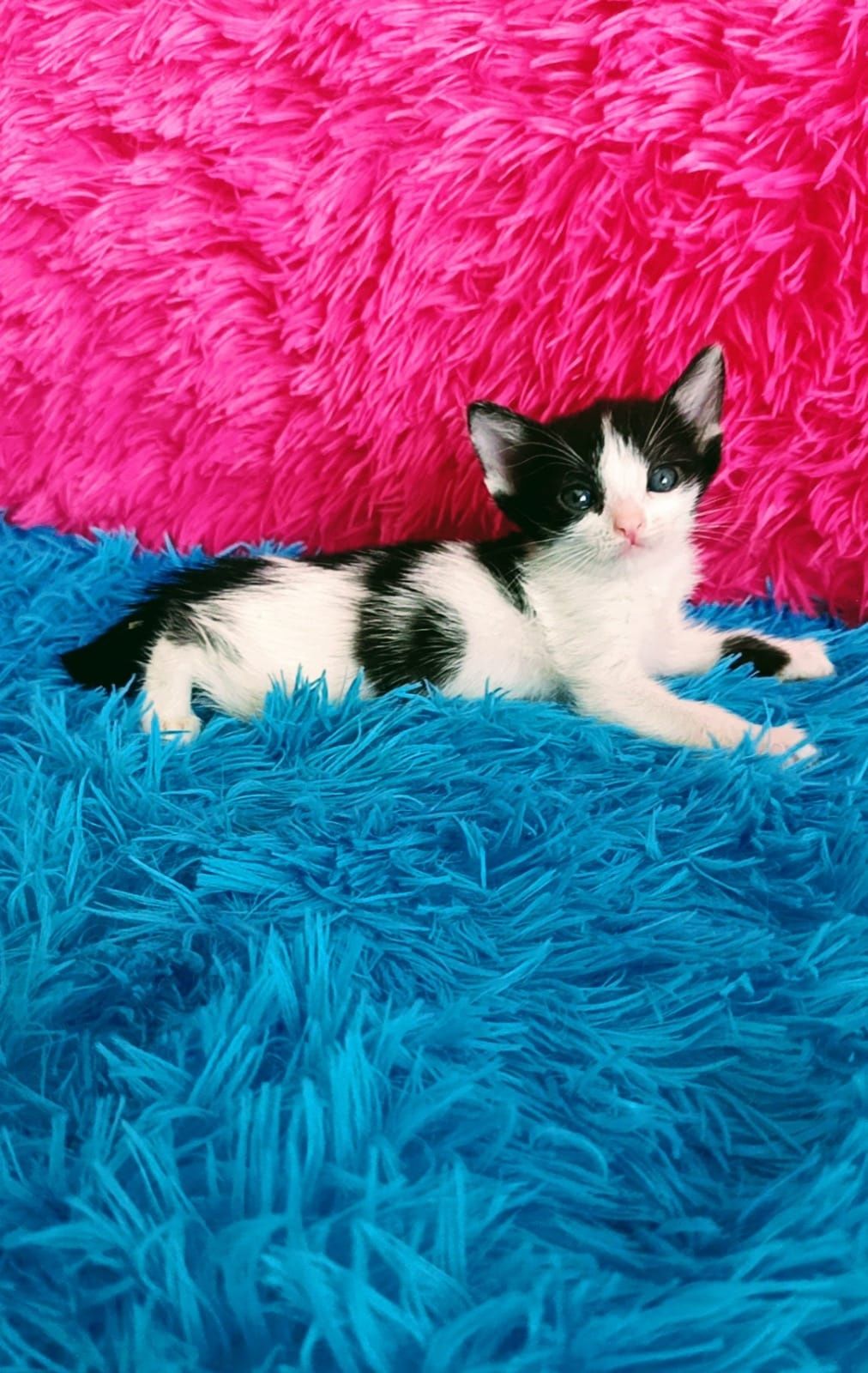 Котики и кошечки ждут любящих хозяев