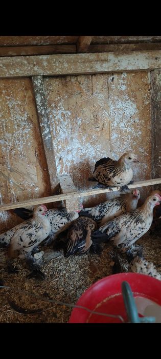 Perechi Gaini mii de flori