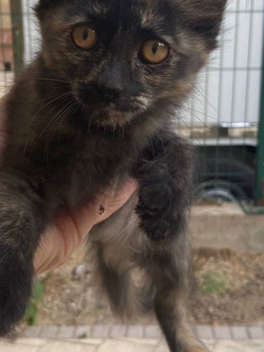 Котята мальчик девочка