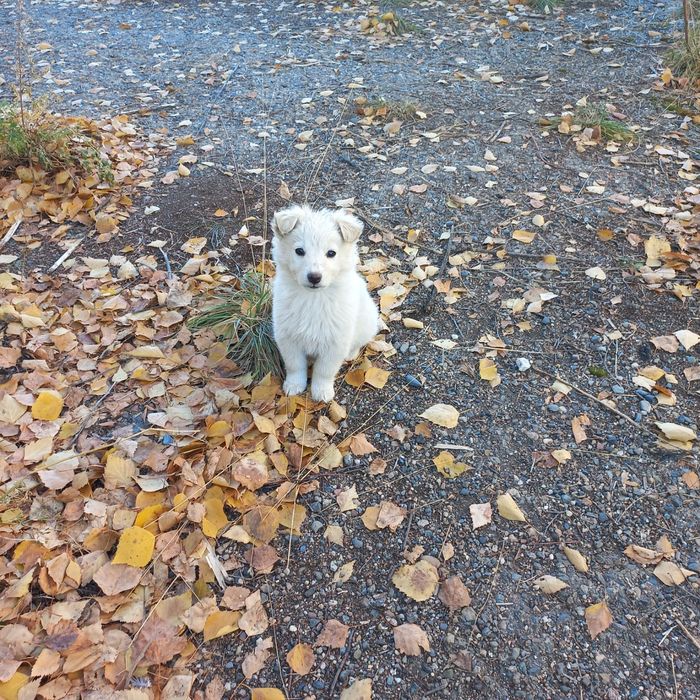 Срочно Щенки ищут дом