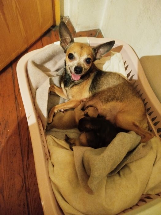 Продавам Мини Пинчер