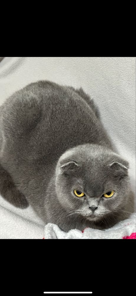 Котета шотландски клопоухи и правоухи