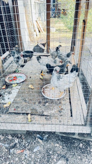 домашние курицы и петух