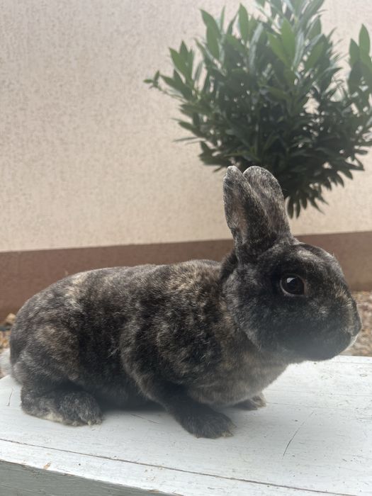 Rex pitic tricolor janet