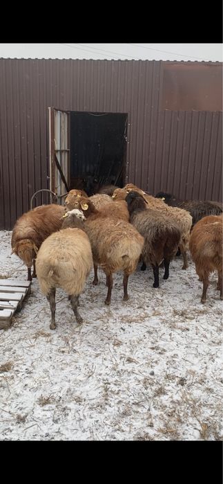 Жас кой сатамын срочьно