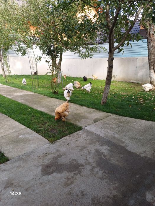 Găinii și Cucosii Braham HD