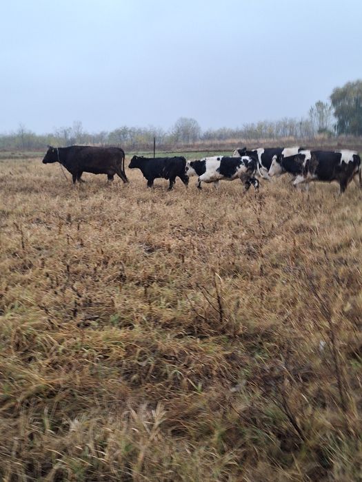 Vand vitei viu sau carcasa