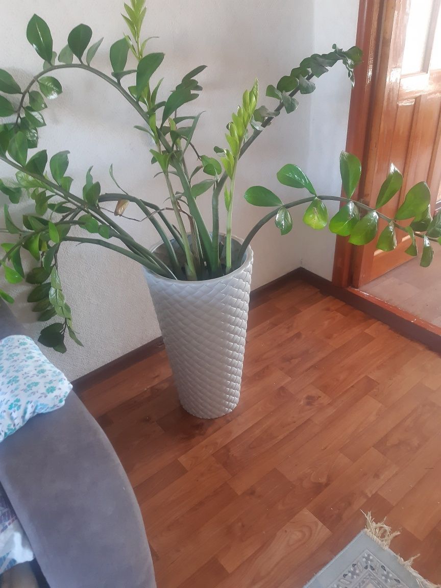 продам цветы долороваое
