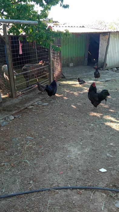 Găini rasa Australorp și rasa Brahma