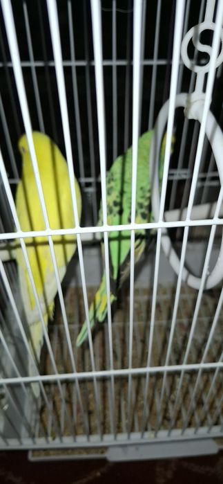 Тути кушлар сотилади.