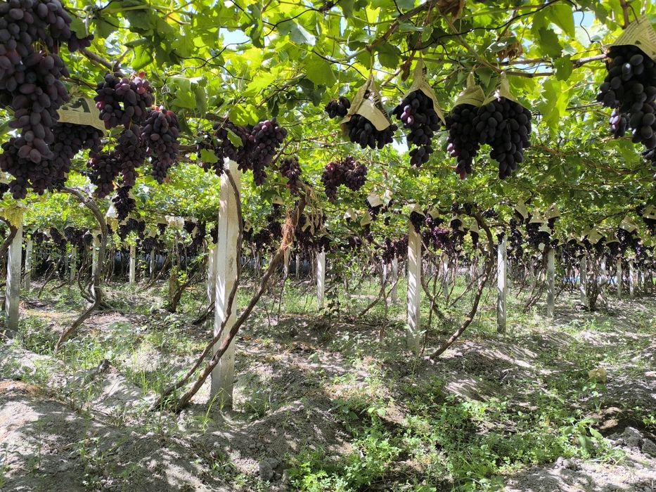 Uzum novdalari, f1 rizamat. Узум новдалари.