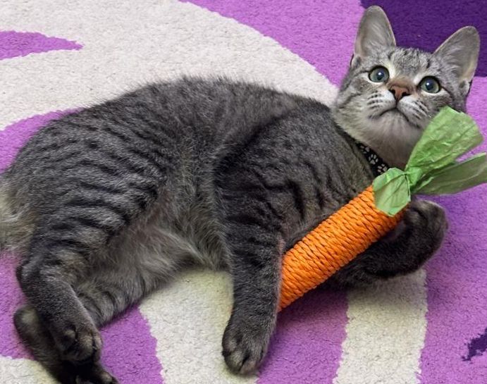 Кошка мальчик отдам бесплатно