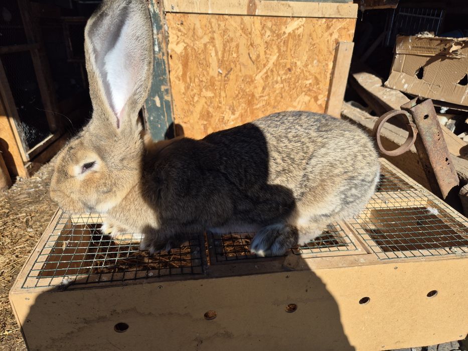 Vând femela uriaș german