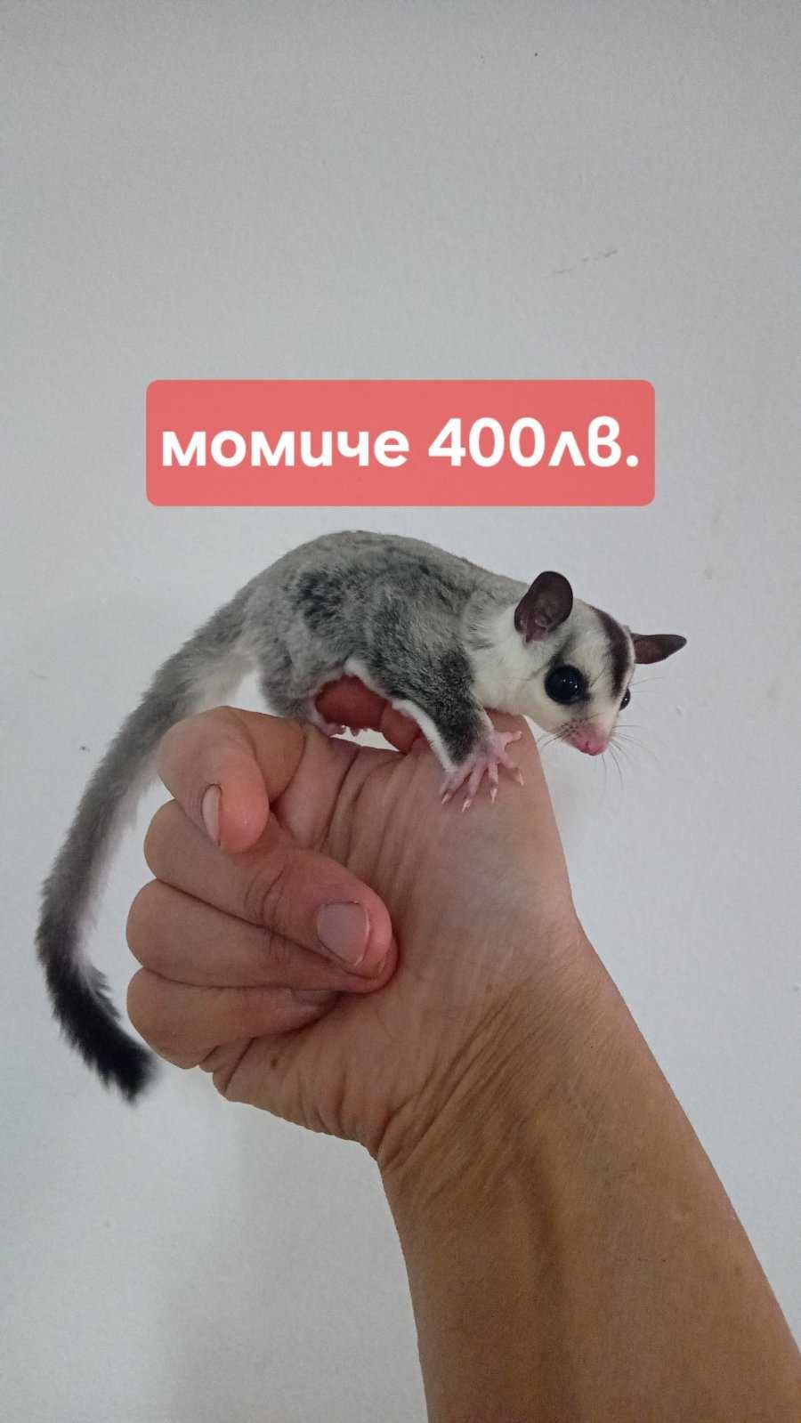захарна катеричка ,торбеста, летяща бебета