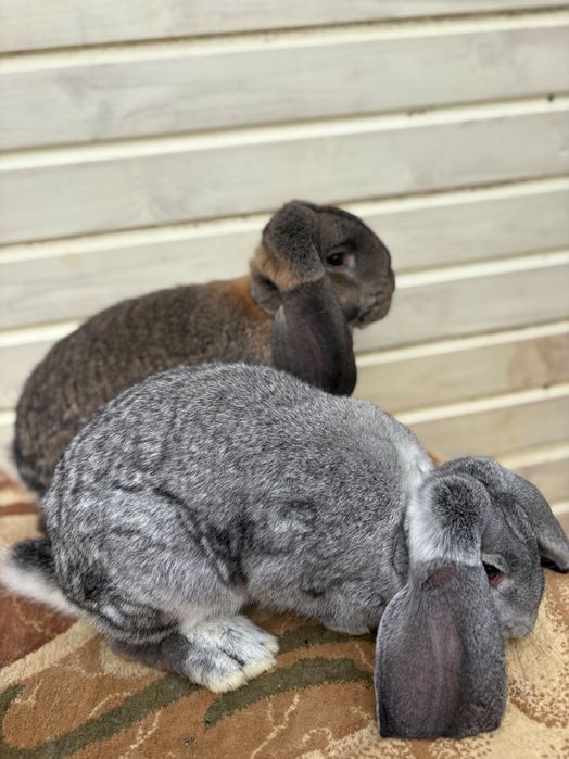 Iepuroi berbec german