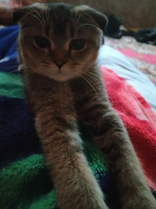 Залатой шиншилла & Скотш фолд.