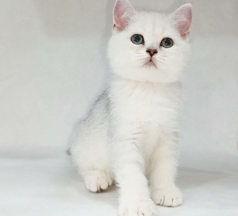 Продается котята серебристая шиншила л