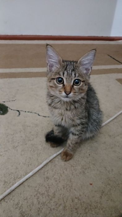 Отдам котят в добрые руки