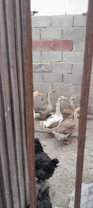 Гуси разных возрастов.