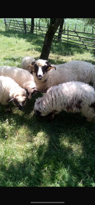 De vânzare 9 oii și un berbec