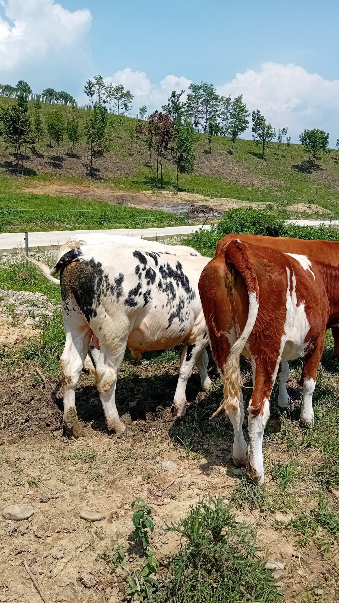 Vaci cu viței de vânzare
