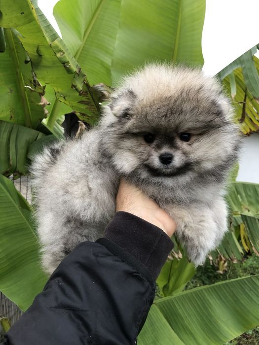 Померан бебе момче