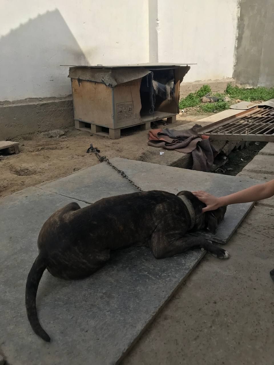 собака питбуль   продаётся