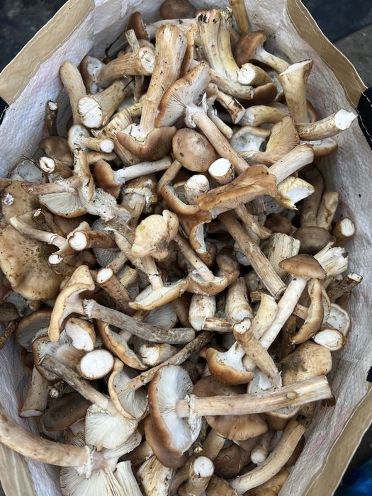 Ghebe proaspete culese astazi