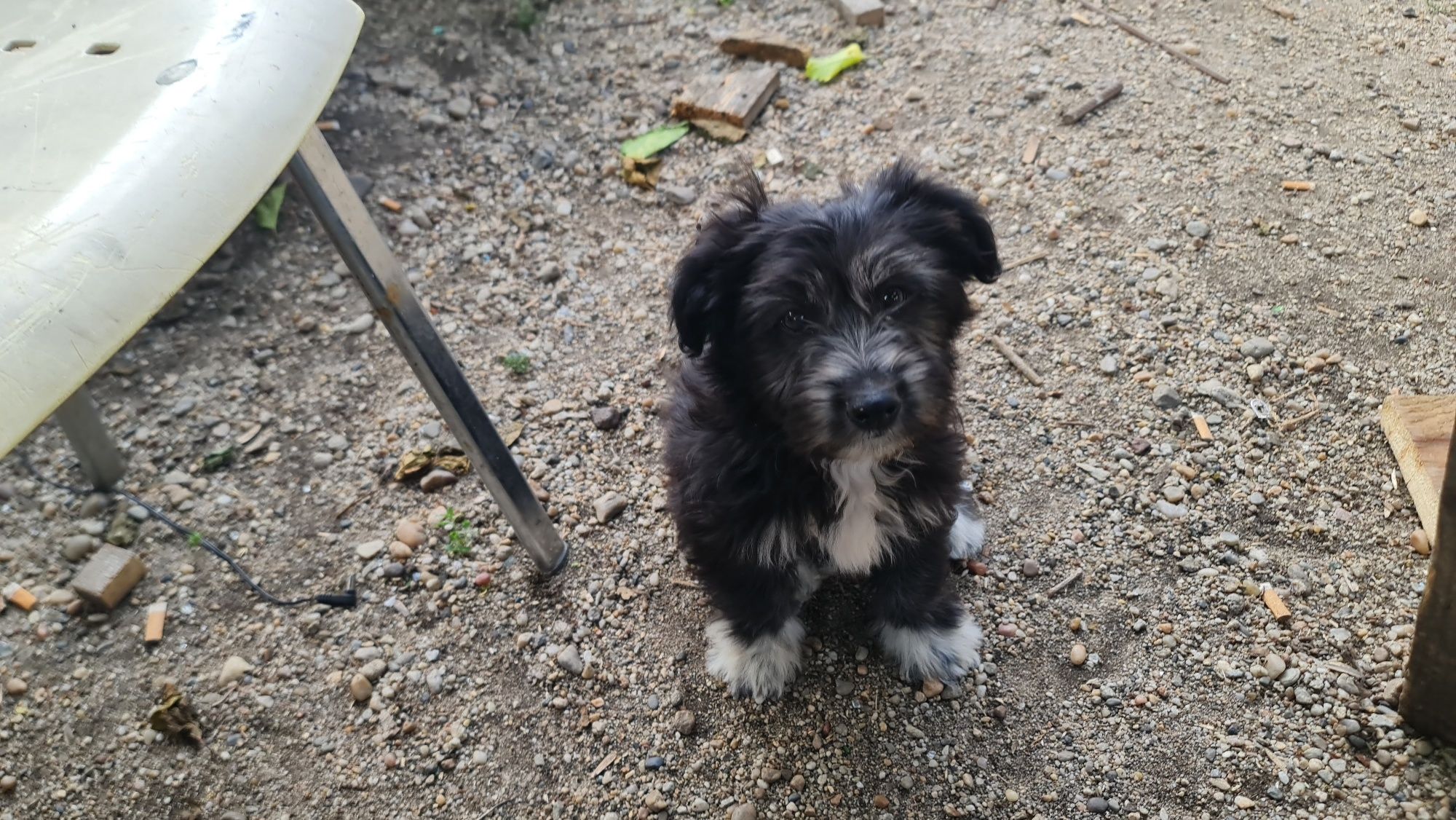 Ofer spre adoptie 2 catelusi dragalasi (baieti)