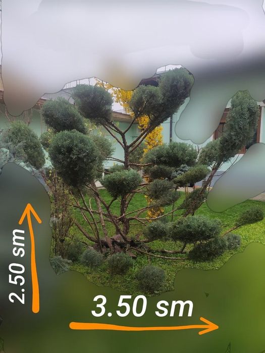 Archa archa sotiladi