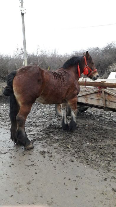 Vand iapa de 6,7 gestata in 2,3 luni