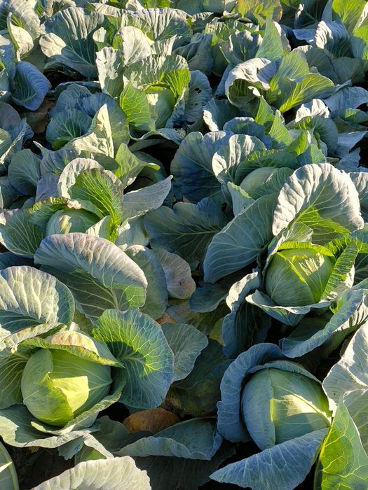 Varza alba vestri f1