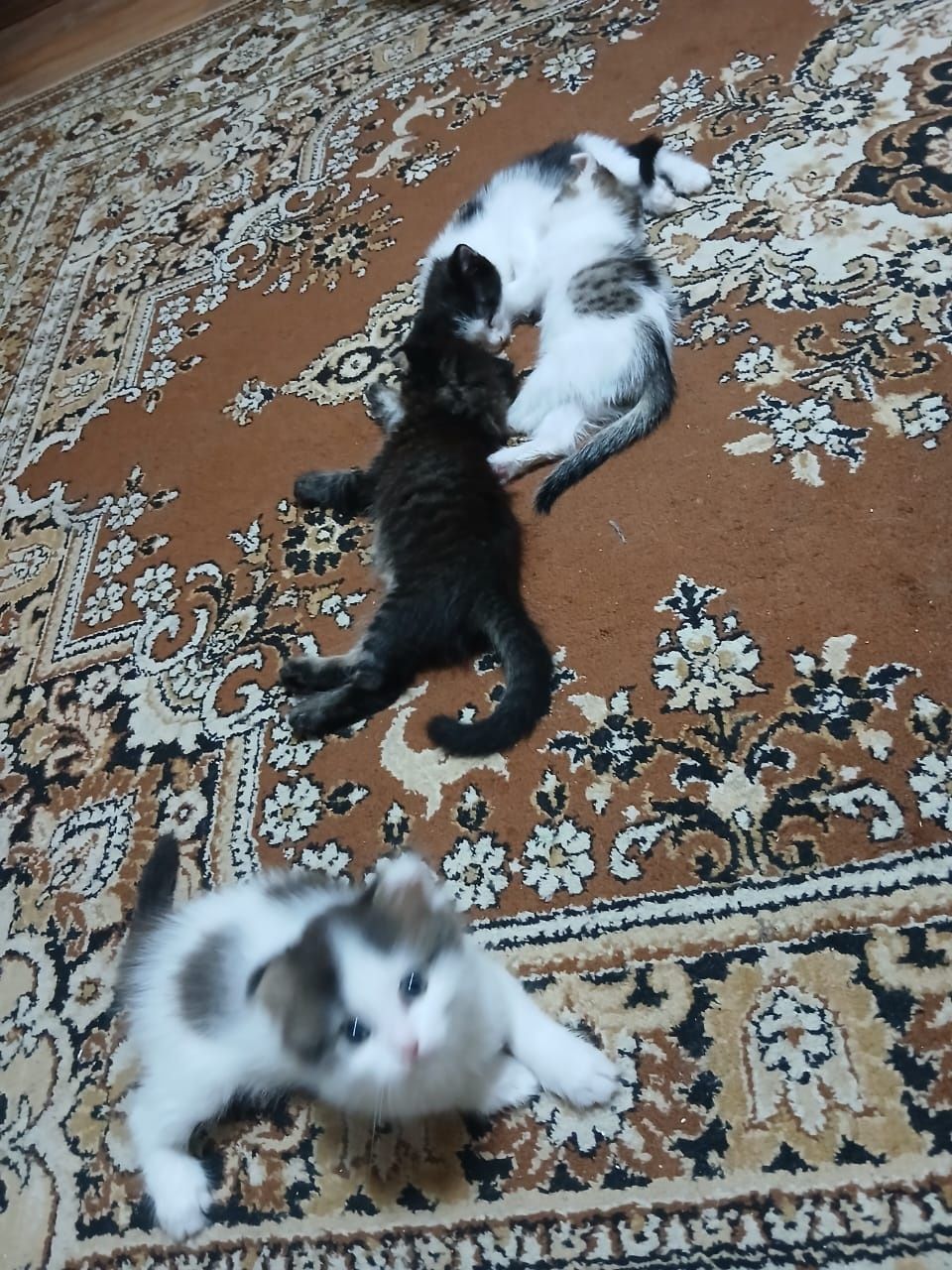 Котенок бесплатно