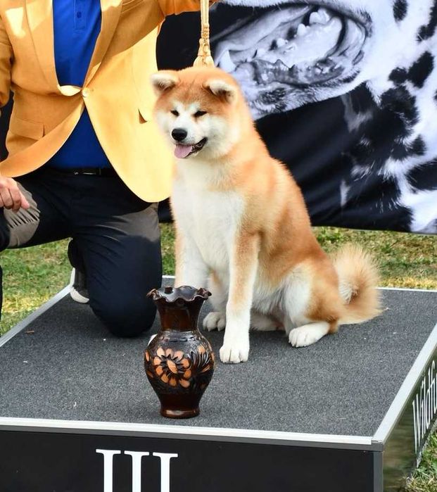 Pui Akita inu femela de top arbitrata, părinți multipli campioni.