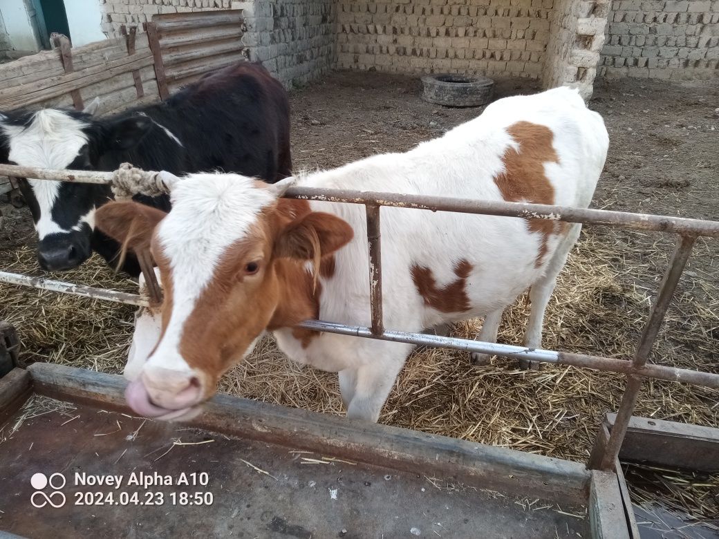 G'unojin yeb ichiwida aybi yoq sog'ligi zor ikalasi joyida savdo bolad